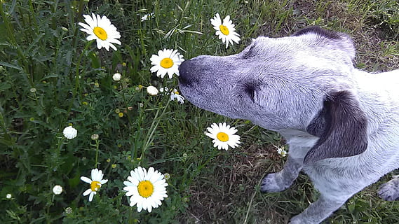 margarida, gos, olorant, primavera, mascota, prat, bonic, flor, fragilitat, un animal, cap de flor, Color blanc, naturalesa, planta amb flors, planta, frescor, animal, mamífer, temes d'animals, vulnerabilitat, animals domèstics, creixement, inflorescència, nacional, mascotes, bellesa a la natura, pètal, cap gent, 1080P, CC0, domini públic, lliure de regalies