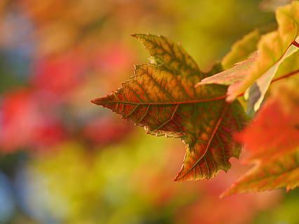 selectiu, focalitzar la fotografia, verd, full, foto del focus, sec, fulla d'auró, tardor, caure, arbre, naturalesa, vermell, temporada, color, vena, de novembre, octubre, setembre, canvi, part de la planta, bellesa a la natura, primer pla, planta, centrar-se en primer pla, vena de la fulla, dia, cap gent, color taronja, enfocament selectiu, a l'aire lliure, arbre d'auró, fragilitat, fulles, col·lecció de tardor, condició natural, 4K, CC0, domini públic, lliure de regalies