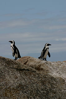 to, hvid, sort, pingviner, dyr, natur, hav, pingvin, udendørs, strand, dyr og kæledyr, dyreliv, rock-objekt, fugl, kystlinje, to dyr, dyr i naturen, dyre temaer, ingen mennesker, gruppe af dyr, hvirveldyr, himmel, dag, jord, zoologi, klippe, sky - himmel, 2K, CC0, offentligt domæne, royaltyfrie
