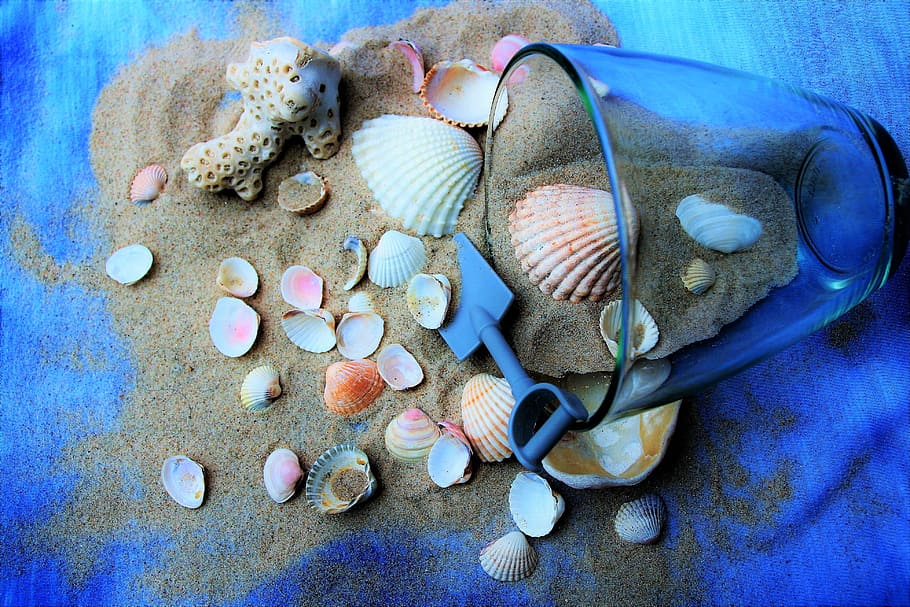 assortit, petxines marines, marró, sorra, oceà, blau, festa, petxines, els tropicals, crustacis, primer pla, color, exòtic, naturalesa, petxina de mar, vieira, En la platja, moltes closques, interessant, el rerefons, Platja sorrenca, entreteniment, record, vacances, closca blanca, molt, platja, ornament, descans, tranquil·litat, figura, l'estructura de la, mandra, paisatge, tassa, transparent, decoració, escriptori, col · lecció, batik, diversió, colors, optimista, fauna animal, shell, animal, closca d’animals, cap gent, mar, a l'interior, variació, elecció, la vida marina, vista d’angle alt, natura morta, temes d'animals, menjar, aigua, còdols, submarí, marí, 4K
