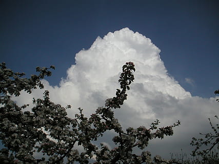 σύννεφα, λευκό, cumulus cloud, πυκνό σύννεφο, διάθεση, ουρανός, πανεμορφη, φύση, ατμοσφαιρικός, καιρός, διάθεση καιρού, φυτό, δέντρο, σύννεφο - ουρανό, χαμηλή οπτική γωνία, ομορφιά στη φύση, ανάπτυξη, χωρίς κόσμο, ηρεμία, ημέρα, σε εξωτερικό χώρο, γαλήνια σκηνή, κλαδί, δρυός, σιλουέτα, σκηνικά - φύση, χαλάρωση, αντίγραφο διάστημα, μπλε, υψηλός, ύψος, 1080P, CC0, δημόσιος τομέαςα, χωρίς δικαιώματαe
