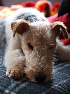 perro, fox terrier, naturaleza muerta, mamífero, nacional, animales domesticos, mascotas, animal, un animal, temas de animales, canino, vertebrado, de cerca, relajación, retrato, mirando a la cámara, centrarse en primer plano, nadie, adentro, animal joven, parte del cuerpo del animal, enfoque selectivo, cabeza de animal, 2K, CC0, dominio público, libre de derechos