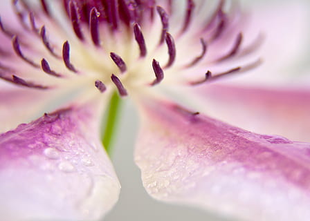 clematide, fiorire, fioritura, vicino, rosa, bianca, stami, fiore, pianta, sole, scalatore, francobollo, fiori, petalo, dettaglio gocce d'acqua, pioggia, pianta fiorita, freschezza, bellezza nella natura, avvicinamento, testa di fiore, messa a fuoco selettiva, viola, fragilità, vulnerabilità, infiorescenza, natura, crescita, nessuno, macro, primo piano estremo, colore rosa, primavera, polline, all'aperto, morbidezza, focalizzazione morbida, 5K, CC0, dominio pubblico, privo di copyright