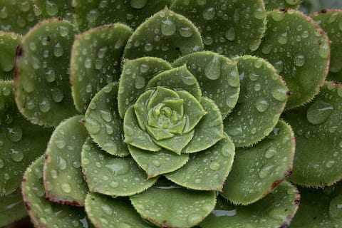 comanche, naturalesa, são miguel, macro, cactus, gotes, aigua, pluja, color verd, tirar, humit, primer pla, cap gent, planta, frescor, full, part de la planta, dia, menjar i beguda, creixement, vegetals, menjar, marc complet, bellesa a la natura, gota de pluja, 5K, CC0, domini públic, lliure de regalies