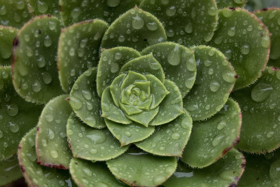 comanche, naturalesa, são miguel, macro, cactus, gotes, aigua, pluja, color verd, tirar, humit, primer pla, cap gent, planta, frescor, full, part de la planta, dia, menjar i beguda, creixement, vegetals, menjar, marc complet, bellesa a la natura, gota de pluja, 5K