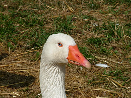 animal, ocell, Bianca, biped, naturalesa, temes d'animals, animals a la natura, fauna animal, vertebrats, un animal, primer pla, bec, centrar-se en primer pla, dia, terra, camp, cap gent, ànec, part del cos dels animals, aus de corral, ocell aquàtic, oca, cap d’animals, coll d'animals, 2K, CC0, domini públic, lliure de regalies