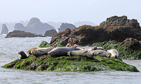 hvid, sæler, grøn, græs, hvilende, klippe, ocean, dyreliv, vand, pattedyr, dyr, natur, akvatiske, marine, nuttet, søløve, hav, havneforsegling, rock-objekt, solid, dyre temaer, lempelse, dyr i naturen, gruppe af dyr, skønhed i naturen, ingen mennesker, dag, strand, undervands-, himmel, sæl - dyr, udendørs, Bugt, 1080P, CC0, offentligt domæne, royaltyfrie