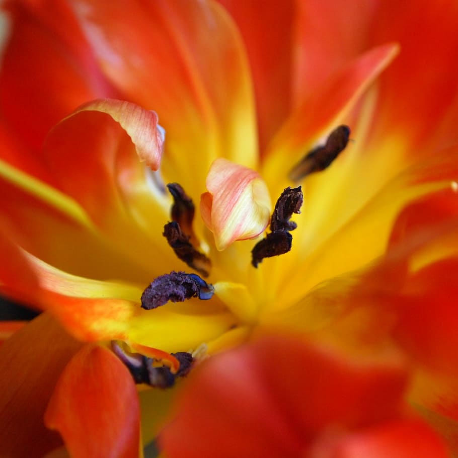 tulipa, estams, groc, obert, vermell, colors, marca, flames, bonic, cor, flor, pètal, cap de flor, fragilitat, frescor, naturalesa, planta amb flors, vulnerabilitat, bellesa a la natura, inflorescència, planta, primer pla, creixement, pol·len, cap gent, color taronja, dia, invertebrat, enfocament selectiu, a l'aire lliure, polinització, 2K