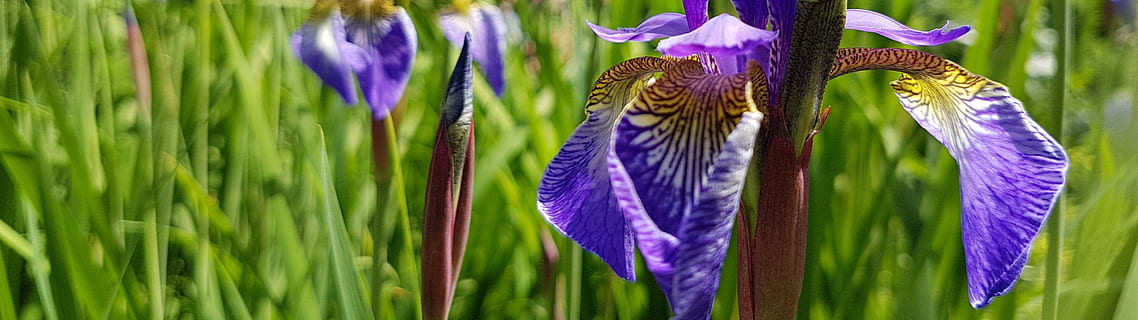 sfondo, doppio schermo, iris, prato, fiore primaverile, bellissimo, viola, pianta, primavera, natura, fiori, giardino, fiorire, fioritura, fiore, crescita, fragilità, bellezza nella natura, pianta fiorita, vulnerabilità, avvicinamento, petalo, freschezza, infiorescenza, colore verde, testa di fiore, nessuno, giorno, iris - pianta, campo, concentrarsi sulle conoscenze acquisite, all'aperto, 4K, CC0, dominio pubblico, privo di copyright