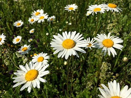 daisy, blomster, natur, sommer, kamille, blomst, blomster af marken, hvide blomster, gult centrum, eng, skrøbelighed, vækst, kronblad, blomstrende plante, friskhed, plante, skønhed i naturen, sårbarhed, blomsterhoved, blomsterstand, hvid farve, tæt på, gul, pollen, ingen mennesker, fokus på forgrunden, dag, udendørs, forår, 2K, CC0, offentligt domæne, royaltyfrie