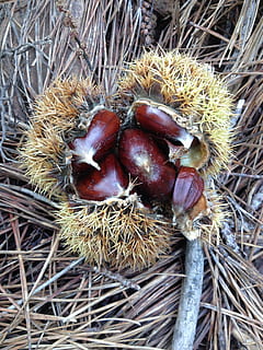 kastanje, efterår, Brun, mad, mad og drikke, tæt på, tør, kastanje - mad, ingen mennesker, møtrik - mad, plante, nød, dag, friskhed, natur, høj vinkel visning, sund kost, udendørs, velvære, frugt, direkte over, 2K, CC0, offentligt domæne, royaltyfrie