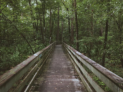 wooden, pathway, leading, forest, white, bridge, green, trees, woods, adventure, trip, tree, nature, day, outdoors, the way forward, no people, straight, bamboo - plant, bamboo grove, direction, plant, land, diminishing perspective, growth, connection, tranquility, non-urban scene, beauty in nature, tranquil scene, green color, transportation, vanishing point, woodland, track, footbridge, 2K, CC0, public domain, royalty free