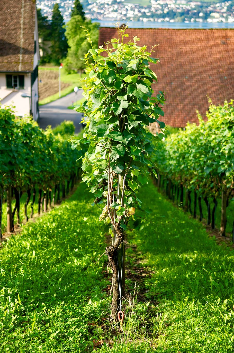 Wein, Traube, Weintraube, Weinstock, Zürich, Weißwein, Wein, Traube, Rebe, Ernte, Uetikon, Weinberg, grüne Farbe, Wachstum, keine Leute, draußen, Natur, Pflanze, Tag, die Architektur, Gras, Fokus auf den Vordergrund, Gebäudehülle, Feld, Baum, Schönheit in der Natur, Ruhe, Landwirtschaft, gebaute Struktur, Pflanzenteil, Essen und Trinken, in einer Reihe, 4K