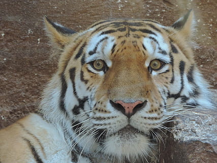 tiger, kat, vild kat, portræt, Zoo, tiger, kat, rovdyr, dyreportræt, dyr optagelse, dyr, kødædende, dyreliv, undomesticated cat, pattedyr, stribet, siberian tiger, fare, feline, stor kat, natur, dyr hoved, stor, dyr i naturen, bengal tiger, truede arter, pels, dyr jagt, leder, tæt på, et dyr, dyre temaer, hvirveldyr, carnivora, dyr kropsdel, kigger på kameraet, bakkenbart, ingen mennesker, udendørs, hvid tiger, 4K, CC0, offentligt domæne, royaltyfrie