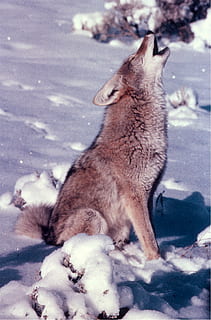 lupo marrone che ulula, coyote, ululato, la neve, Yellowstone, natura, canid, predatore, mammifero, pelliccia, Nord America, animale, temi animali, un animale, vertebrato, nessuno, giorno, animali allo stato selvatico, fauna selvatica, inverno, temperatura fredda, lunghezza intera, animali domestici, all'aperto, rilassamento, domestico, 1080P, CC0, dominio pubblico, privo di copyright