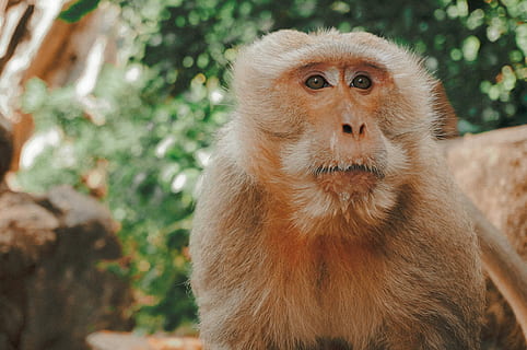 brown, monkey, tree, photography, next, green, leaf tree, daytime, ape, portrait, face, animal, primate, mammal, one animal, animal wildlife, animals in the wild, vertebrate, focus on foreground, looking at camera, no people, day, forest, nature, looking, plant, outdoors, rainforest, tropical rainforest, contemplation, 4K, CC0, public domain, royalty free