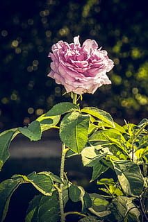 Rose, blühen, schließen, Rosaceae, Samt, Blumenstiel, Pflanze, Makrofotografie, Natur, Pflanzen und Blumen, Rosenblüte, Rosenzucht, Schönheit, Zucht, Frühling, Sommer-, Liebe, Strauß, Floristikgutschein, Valentinstag, Farbe, bilden, Frühlingsfarben, Grün, rot, Gelb, Makro, Blume, blühende Pflanze, Schönheit in der Natur, Blütenblatt, Frische, Wachstum, Zerbrechlichkeit, Pflanzenteil, Blatt, Verletzlichkeit, pinke Farbe, Nahansicht, Blütenkopf, Blütenstand, Fokus auf den Vordergrund, Tag, keine Leute, draußen, 5K, CC0, gemeinfrei, lizenzfrei