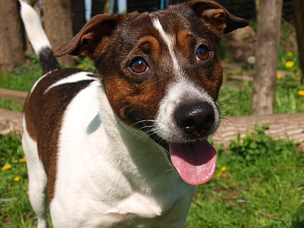 hund, portræt, ansigt, tillidsfuld, ven, venlige, et dyr, dyre temaer, pattedyr, hunde, husdyr, dyr, kæledyr, indenlandske, hvirveldyr, fokus på forgrunden, ansigtsudtryk, kigger på kameraet, ingen mennesker, tæt på, dyr kropsdel, dag, stikker ud tungen, jord, munden åben, udendørs, gispende, dyresmål, dyr hoved, dyre mund, snude, jack russell terrier, 2K, CC0, offentligt domæne, royaltyfrie