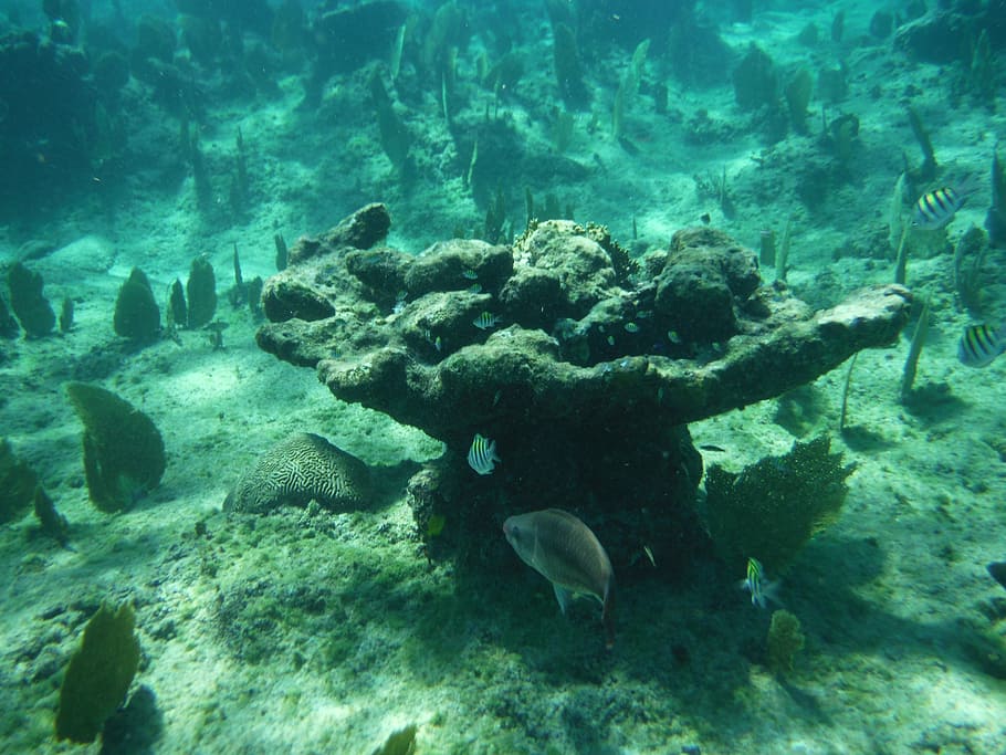 coral, oceà, peix, tropical, escull, sota l'aigua, vida salvatge, vacances, busseig, natural, submarí, mar, aigua, la vida marina, fauna animal, animals a la natura, nedar, temes d'animals, animal, vertebrats, grup d’animals, marí, naturalesa, gran grup d’animals, rock, cap gent, sòlid, escola de peixos, ecosistema, puresa, 4K