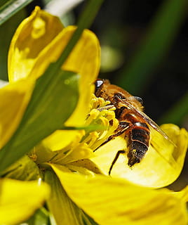 Winterling, ape, inizio primavera, vicino, macro, fioritura precoce, insetto, giallo, giardino, fiorire, fioritura, segni di primavera, fiore primaverile, natura, fiore, animali allo stato selvatico, pianta fiorita, fauna selvatica, invertebrato, un animale, temi animali, animale, fragilità, vulnerabilità, petalo, pianta, bellezza nella natura, avvicinamento, freschezza, crescita, testa di fiore, nessuno, impollinazione, all'aperto, polline, 1080P, CC0, dominio pubblico, privo di copyright