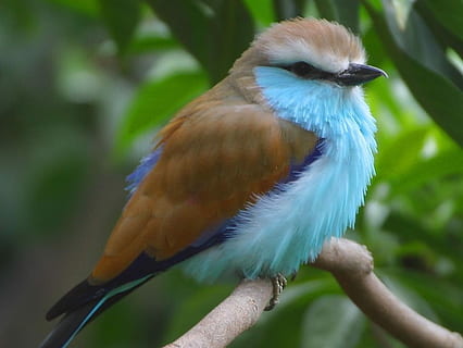 braun, Weiß, klein, Schnabelvogel, thront, drei, Brunch, tagsüber, Schnabel, Vogel, Blau, Natur, Tiere, Fauna, ein Tier, Tierwelt, Tierthemen, Tiere in freier Wildbahn, hocken, Wirbeltier, Tier, Nahansicht, Fokus auf den Vordergrund, Ast, Pflanze, Tag, Baum, keine Leute, Papagei, Schönheit in der Natur, draußen, Regenwald, , CC0, gemeinfrei, lizenzfrei