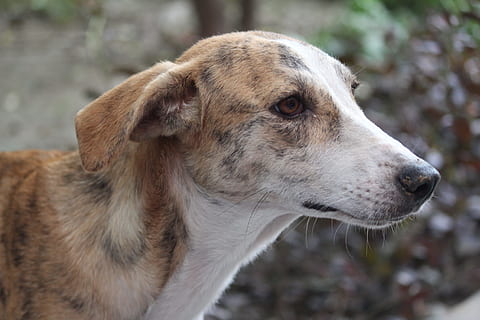 maro, tigrat, alb, câine close-up fotografie, câine, canin, holbeze, nevinovat, căţea, un animal, animale tematice, mamifer, animal, intern, animale de companie, animale domestice, in cautarea, să se concentreze asupra primelor elemente, uitându-se departe, partea corpului animalului, a închide, cap de animal, nici o persoana, zi, vizualizare profil, vedere laterală, în aer liber, mustăţi, bot, 5K, CC0, domeniu public, fără drepturi de autor