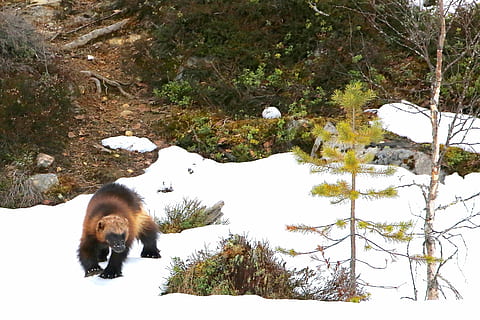 ghiottone, Marrone, nero, scimmia, a piedi, innevato, campo, accanto, alberi, cespuglio, albero, paesaggio, la neve, temi animali, animale, mammifero, un animale, inverno, temperatura fredda, natura, pianta, vertebrato, nessuno, giorno, terra, animali allo stato selvatico, domestico, copertura, fauna selvatica, all'aperto, 2K, CC0, dominio pubblico, privo di copyright