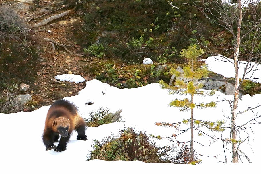wolverine, marró, negre, mico, caminar, cobert de neu, camp, al costat, arbres, arbust, arbre, paisatge, neu, temes d'animals, animal, mamífer, un animal, hivern, temperatura de fred, naturalesa, planta, vertebrats, cap gent, dia, terra, animals a la natura, nacional, cobertura, fauna animal, a l'aire lliure, 2K