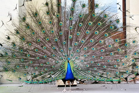 Pauw, vogel, veren, staartveren, pauwenveer, één dier, veer, dierlijke thema's, uitgewaaid, dier, gewerveld, dierenleven, mannelijk dier, dieren in het wild, groene kleur, schoonheid in de natuur, geen mensen, dag, natuur, blauw, multi gekleurd, buitenshuis, 1080P, CC0, publiek domein, royaltyvrij