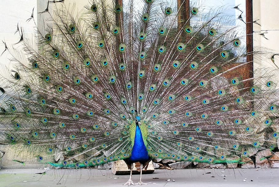 paó, ocell, plomes, plomes de cua, ploma de paó, un animal, ploma, temes d'animals, ventilat, animal, vertebrats, fauna animal, animal masculí, animals a la natura, color verd, bellesa a la natura, cap gent, dia, naturalesa, blau, multicolor, a l'aire lliure, 1080P