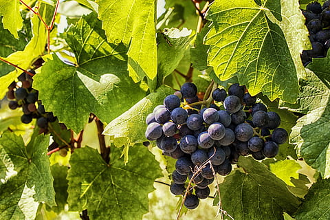 Trauben, Wein, Obst, Weinberg, Weinanbau, Früchte, Rotwein, Reben, grüne Trauben, Natur, Herbst, Grün, Essen, Pflanze, Anbau, Weinrebe, Gold, Blau, köstlich, Blätter, Tabelle, sonnig, Sommer-, Mosel, Blatt, Süss, kernlos, Rebstock, rote Trauben, gesundes Essen, Essen und Trinken, Lebensmittel, Pflanzenteil, Wachstum, Landwirtschaft, Traube, Frische, Wohlbefinden, Bündel, reif, Rebe, Wein machen, Ernte, Baum, keine Leute, draußen, 5K, CC0, gemeinfrei, lizenzfrei