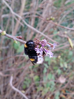 bombo, natura, ape, insetto, naturale, dolce, animale, fiore, ala, giardino, verde, selvaggio, pianta, floreale, flora, Ali, all'aperto, piccolo, pianta fiorita, animali allo stato selvatico, temi animali, fauna selvatica, fragilità, invertebrato, un animale, vulnerabilità, bellezza nella natura, crescita, avvicinamento, concentrarsi sulle conoscenze acquisite, freschezza, testa di fiore, petalo, nessuno, impollinazione, viola, 4K, CC0, dominio pubblico, privo di copyright