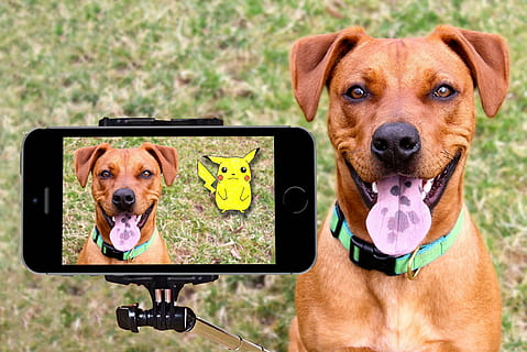 scurt strat, maro, câine, afișarea, aparat foto, pokemon, Pikachu, selfie, fericit, în aer liber, limbă, canin, umor, iPhone, smartphone, zâmbitor, autocolant, orizontală, peisaj, vară, distracţie, pokemon du-te, fotografie montaj, animale de companie, animal, cățeluș, drăguţ, prietenie, iarbă, cadastru, intern, animale domestice, mamifer, un animal, portret, privind camera, animal de companie, guler, animale vertebrate, nici o persoana, fotografii tematice, gâfâitor, 2K, CC0, domeniu public, fără drepturi de autor