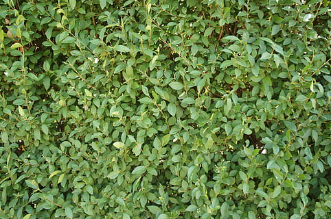 Foliage, Hedge, Structure, green, texture, background, nature, green color, plant, leaf, full frame, lush foliage, large group of objects, growth, plant part, backgrounds, beauty in nature, freshness, no people, day, abundance, food and drink, ivy, outdoors, food, land, clover, 4K, CC0, public domain, royalty free