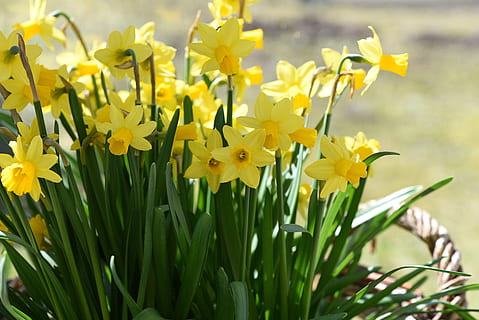 fotografía de primer plano, amarillo, flor de pétalo, narcisos, Flores de primavera, primavera, las flores, Flores amarillas, planta, flor, planta floreciendo, frescura, belleza en la naturaleza, narciso, vulnerabilidad, fragilidad, de cerca, pétalo, naturaleza, crecimiento, inflorescencia, cabeza de flor, nadie, color vibrante, campo, día, al aire libre, cama de flores, jardín ornamental, 5K, CC0, dominio público, libre de derechos