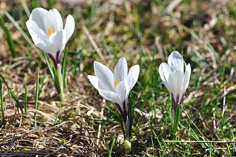 krokus, blomster, plante, hvid, forår blomster, tidlig blomer, tegn på foråret, forår, natur, eng, græs, spids blomst, vilde blomster, tæt, blomstrende plante, blomst, friskhed, sårbarhed, skønhed i naturen, skrøbelighed, hvid farve, kronblad, vækst, tæt på, blomsterhoved, fokus på forgrunden, blomsterstand, jord, ingen mennesker, dag, Mark, iris, udendørs, 4K, CC0, offentligt domæne, royaltyfrie