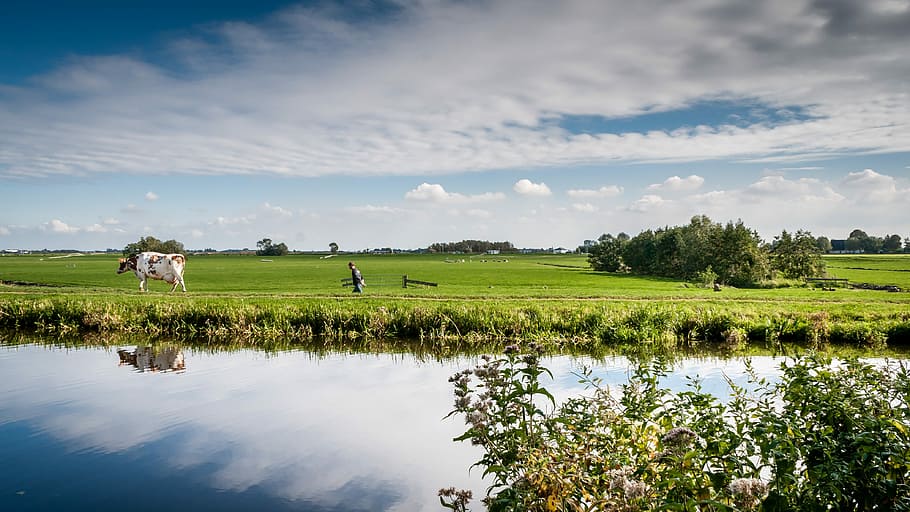 mand, kvæg, legeme, vand, dagtimerne, landmand, ko, græs, holland, hollandsk landskab, hollandske, skyer, Mark, natur, afspejling, himmel, landbrug, landskab, plante, skønhed i naturen, scenics - natur, grøn farve, jord, sky - himmel, træ, miljø, ro, sø, rolig scene, dag, udendørs, 4K