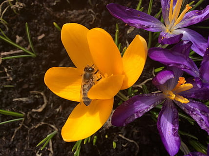 krokus, bi, forår, insekt, have, bi, forår, blomstring, gul, blomst, kronblad, blomsterhoved, skrøbelighed, natur, blomstrende plante, sårbarhed, skønhed i naturen, friskhed, plante, tæt på, hvirvelløse, blomsterstand, dyr i naturen, dyre temaer, et dyr, dyreliv, vækst, dyr, ingen mennesker, pollen, bestøvning, lilla, udendørs, iris, 2K, CC0, offentligt domæne, royaltyfrie