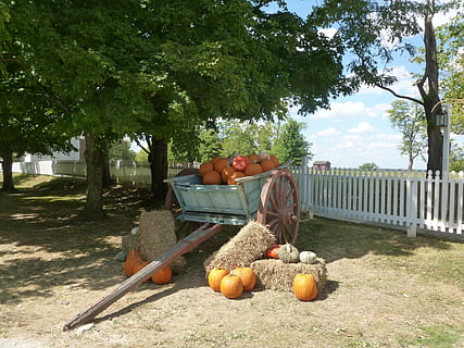 autunno, zucche, villaggio, carrozza, cibo e bevande, mangiare sano, scena rurale, zucca, persone, agricoltura, albero, pianta, cibo, frutta, uomini, natura, giorno, maschi, freschezza, due persone, persone reali, solidarieta, lunghezza intera, benessere, crescita, abbigliamento casual, adulto, all'aperto, arancia, coppia - relazione, 4K, CC0, dominio pubblico, privo di copyright