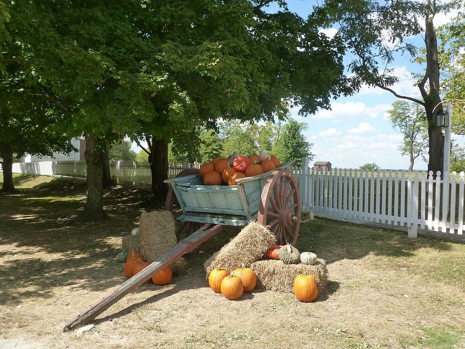 autunno, zucche, villaggio, carrozza, cibo e bevande, mangiare sano, scena rurale, zucca, persone, agricoltura, albero, pianta, cibo, frutta, uomini, natura, giorno, maschi, freschezza, due persone, persone reali, solidarieta, lunghezza intera, benessere, crescita, abbigliamento casual, adulto, all'aperto, arancia, coppia - relazione, 4K
