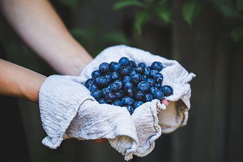 food, healthy, hands, summer, berries, blueberries, bundle, close-up, color, daylight, delicious, fresh, freshness, fruits, garden, grow, harvest, juicy, outdoors, round, sweet, human hand, fruit, food and drink, hand, human body part, wellbeing, one person, berry fruit, healthy eating, holding, focus on foreground, blueberry, day, healthy lifestyle, nature, grape, ripe, hands cupped, 4K, CC0, public domain, royalty free