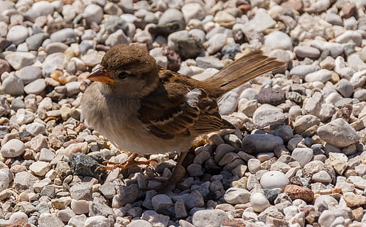 ocell, pardal, alimentació, sperling, ocells, songbird, menjar, temes d'animals, animal, fauna animal, un animal, animals a la natura, sòlid, vertebrats, rock, pedra - objecte, naturalesa, dia, rock - object, cap gent, primer pla, centrar-se en primer pla, còdols, a l'aire lliure, pedra, grava, 2K, CC0, domini públic, lliure de regalies