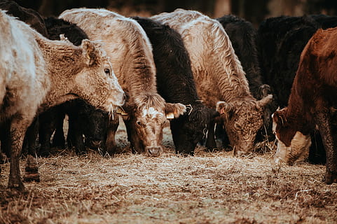 koeien, begrazing, winterochtend, groep, dier, aan het eten, grassen, koe, vee, kudde-, gras, hooi-, rietje, zoogdier, dierlijke thema's, groep dieren, huisdieren, dieren in het wild, land-, veld-, gewerveld, Amerikaanse bizon, dierenleven, geen mensen, natuur, landbouw, gehoornd, dag, plantenetend, huiselijk, buitenshuis, 4K, CC0, publiek domein, royaltyvrij