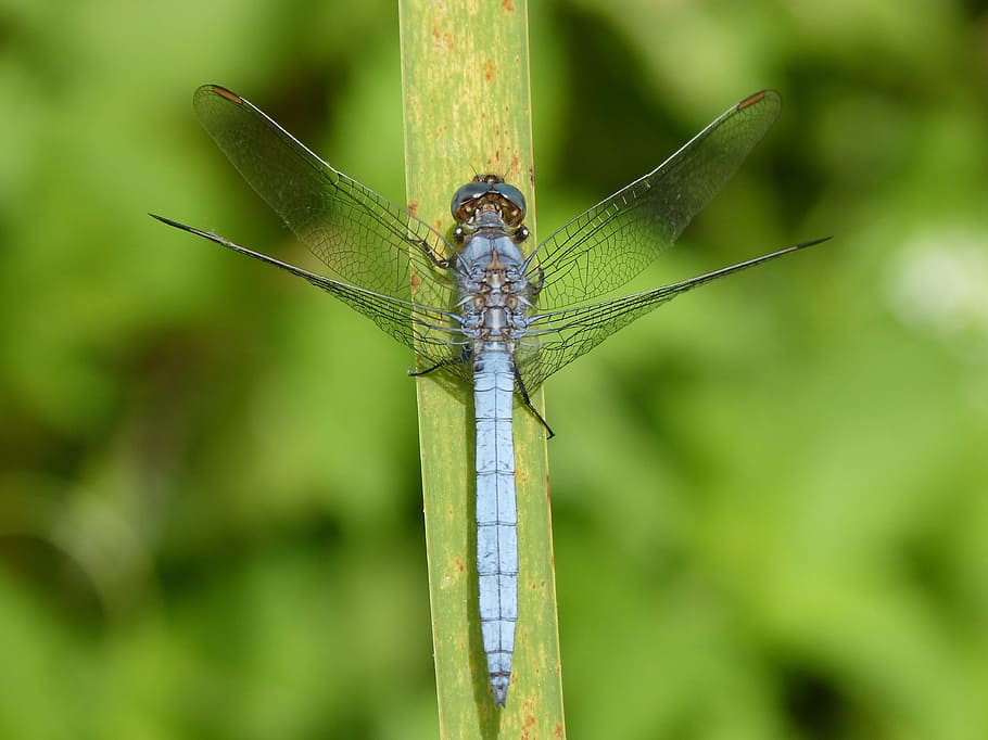 libel, blauwe libel, blad, wetland, orthetrum cancellatum, insect, ongewerveld, dierlijke thema's, één dier, dierenleven, dieren in het wild, dier, groene kleur, detailopname, dierenvleugel, focus op de voorgrond, fabriek, natuur, dag, geen mensen, buitenshuis, groei, waterjuffer, deel van de plant, dierlijk oog, grassprietje, 4K