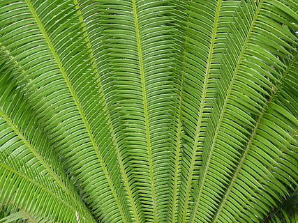 Makrofotografie, Grün, Kokosnusspalmen, Farn, Pflanze, Hintergrund, Blätter, Laub, tropisch, Muster, Natur, Blatt, grüne Farbe, Baum, Hintergründe, Nahansicht, tropisches Klima, Frische, Wachstum, Sommer-, Pflanzenteil, Vollbild, keine Leute, Schönheit in der Natur, Tag, natürliches Muster, draußen, Palmblatt, Botanik, Palme, Regenwald, 2K, CC0, gemeinfrei, lizenzfrei