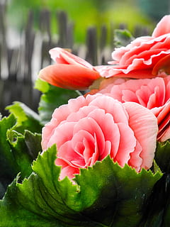 Trandafir, grădină, floare, natură, a crescut floare, inflori, a inflori, roz, tufă de trandafiri, plantă, parfum, mugur, vară, te grabesti, roșu, cutie de flori, afară, petală, prospeţime, a închide, culoarea roz, nici o persoana, mancare si bautura, să se concentreze asupra primelor elemente, alimente, planta cu flori, vulnerabilitate, fragilitate, cap de floare, inflorescenţă, frumusețe în natură, frunze, în interior, parte a plantelor, tocat, buchet, 2K, CC0, domeniu public, fără drepturi de autor