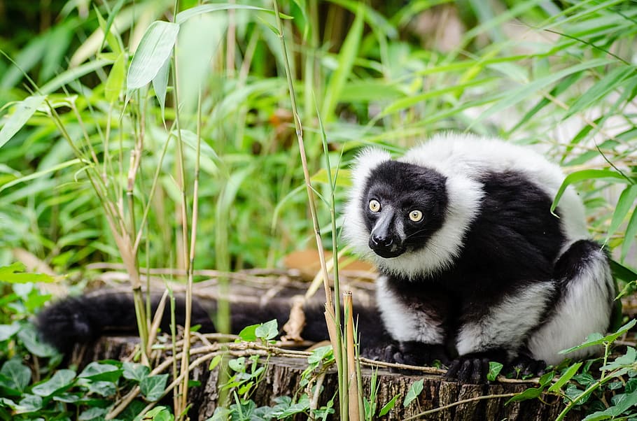 lemur, negre blanc, ruffed, retrat, negre, blanc, bosc, pell, mirant, ulls, bonic, esponjós, vida salvatge, primat, salvatge, un animal, animal, fauna animal, temes d'animals, animals a la natura, planta, mamífer, vertebrats, naturalesa, cap gent, herba, color verd, terra, dia, a l'aire lliure, centrar-se en primer pla, bambú - planta, 1080P