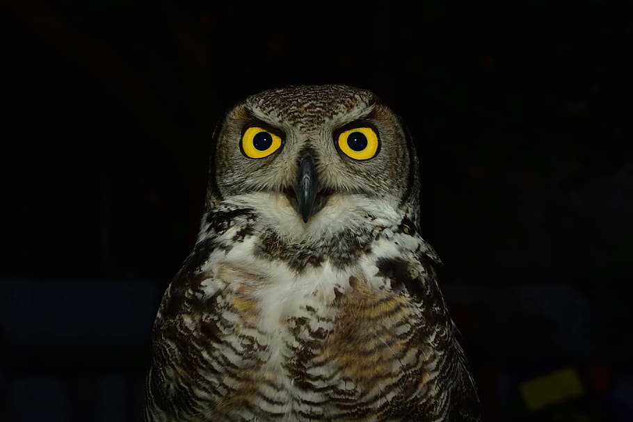 foto de primer pla, marró, blanc, òliba graner, mussol, raptor, ulls, groc, levigliani, colors, ali, bec, volàtil, animal, plomes, volar, animals, fauna, Itàlia, vol, rapinyaires, Toscana, urpes, urpa, rapinyaire, ocell, fauna animal, animals a la natura, un animal, vertebrats, retrat, primer pla, nit, fons negre, part del cos dels animals, mirant la càmera, ulls grocs, cap gent, a l'interior, tir de l'estudi, ull d’animals, 5K