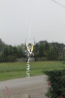 edderkop, have, web, insekt, edderkoppespind, et dyr, dyre temaer, overlevelse, skrøbelighed, arachnid, hvirvelløse, leddyr, dyr, dyr i naturen, dyreliv, tæt på, sårbarhed, fokus på forgrunden, spinding, ingen mennesker, natur, dag, udendørs, kompleksitet, dyr ben, 4K, CC0, offentligt domæne, royaltyfrie