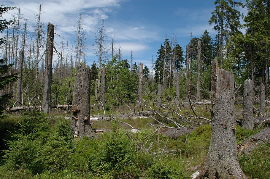 Parco Nazionale, nuovo inizio, inizio, vivi, albero, vivere, rimboschimento, natura, foresta, paesaggio, Paesaggi, bosco, all'aperto, Pino, colore verde, nessuno, area selvaggia, giorno, pianta, terra, scena tranquilla, crescita, la tranquillità, cielo, scena non urbana, bellezza nella natura, scenics - natura, tronco d'albero, tronco, acqua, albero di conifere, palude, 2K